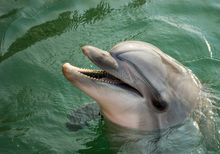 野生动物海豚图片