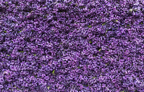 抽象背景紫罗兰色风信子花的特写镜头高清图片
