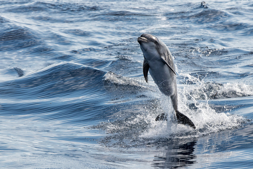 跳出水面的普通海豚图片