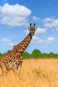 Giraffe肯尼亚国图片