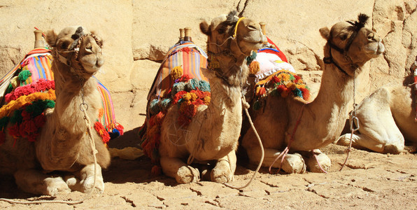 一头休息的骆驼图片