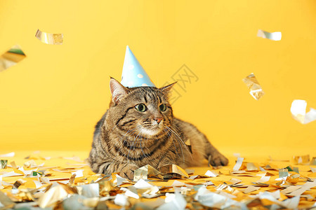 穿着派对帽子的可爱猫和彩图片