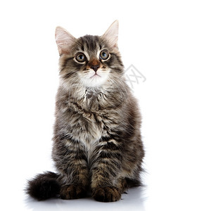条纹蓬松小猫条纹不是纯种小猫在白色背景上的小猫小型图片