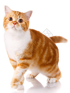 苏格兰滑的直立猫站背景图片