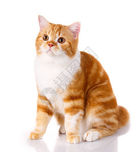红发猫苏格兰直坐白色背景图片
