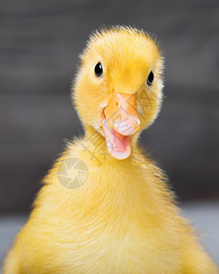 可爱的小刚出生的小鹅的肖像图片