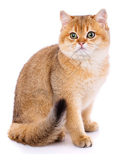 红猫金西瓜白背景的平发直正苏背景图片
