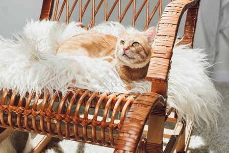 可爱的红猫躺在摇椅上抬头看图片