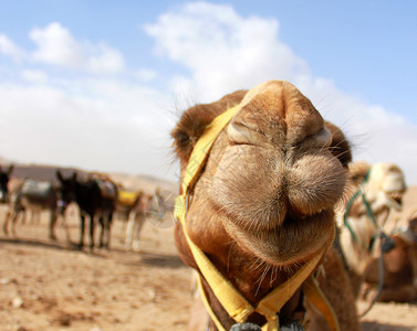 沙漠中骆驼头部的细图图片