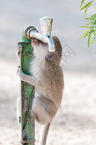 南非北开普省北开普省大狂犬园漏水龙头产生的饮用水图片