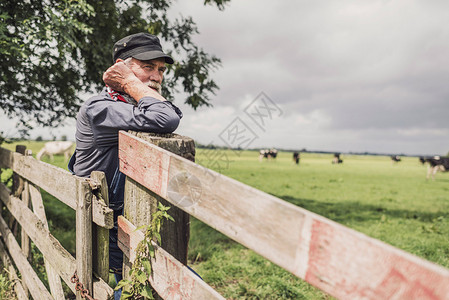 年长的农场工人在牧场上放牧牛群图片