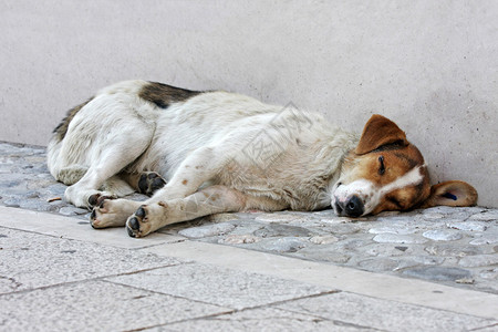 躺在街道地板上的被遗弃的狗图片