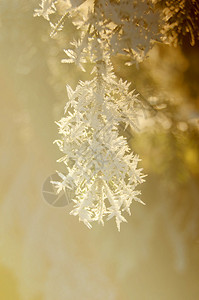 雪中的松树枝霜冻的棕色明亮阳图片