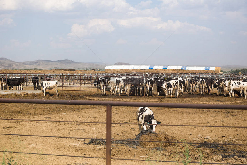在一个大农场喂养的奶牛群图片