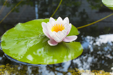 人工池塘中娇嫩的粉红莲花背景图片