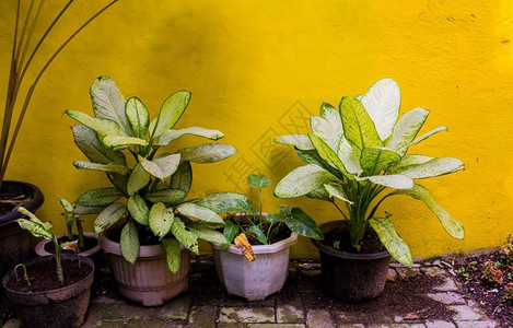 花园里的观赏植物背景图片