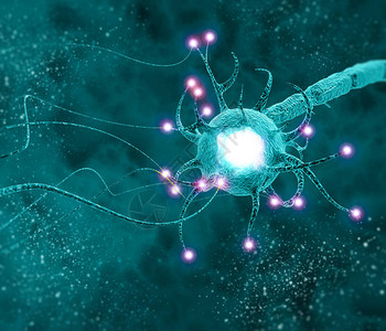 内分泌腺突触是一种允许神经元背景