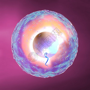 紫色背景中的卵子和精子背景图片