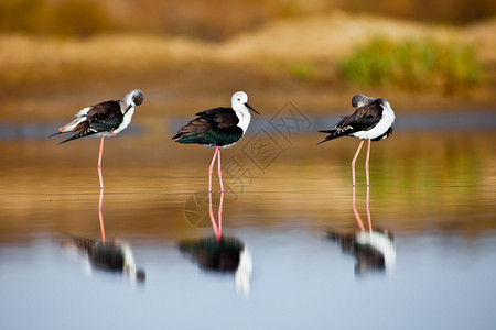 三只黑翅高跷在水面上休息图片