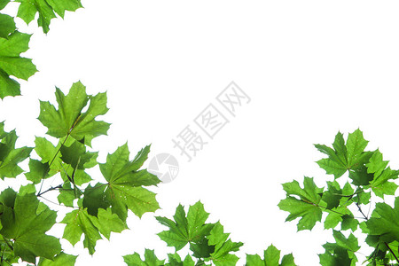 白色背景的树叶Acerplata图片