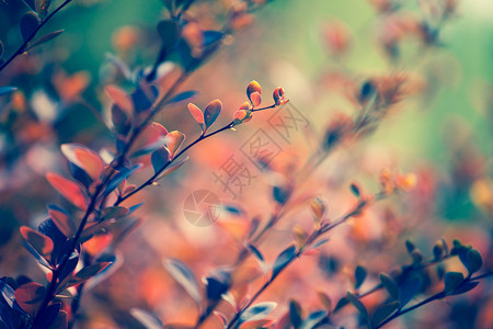 秋天树叶背景上的枫叶图片