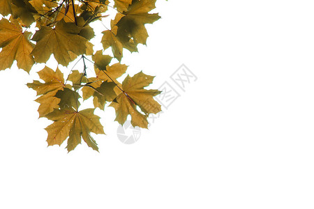 在白色背景的秋天枫叶图片