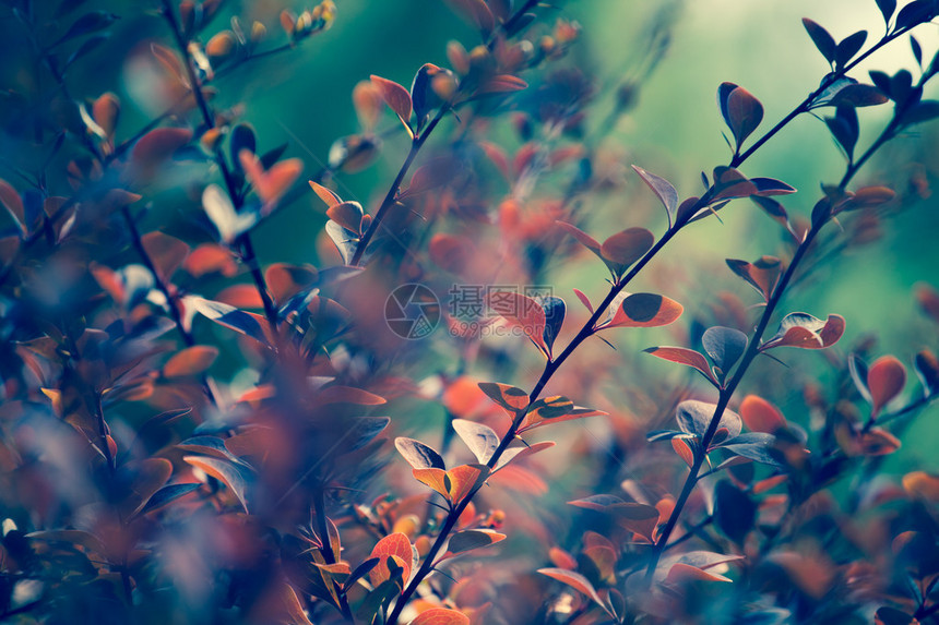 秋天树叶背景上的枫叶图片