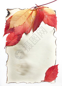 旧烧纸上的秋叶图片