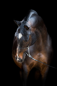 马头被黑色的Trakehner图片