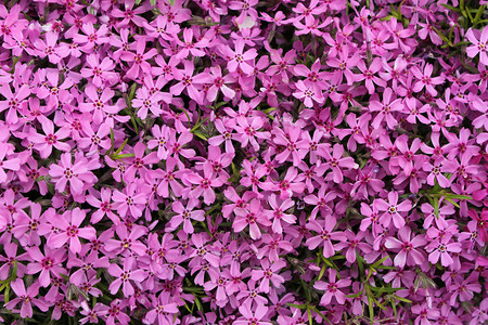 开花的灌木特写镜头夏季紫色花朵背景图片