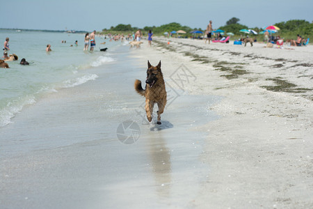 在狗海滩晃动的德国牧羊犬图片