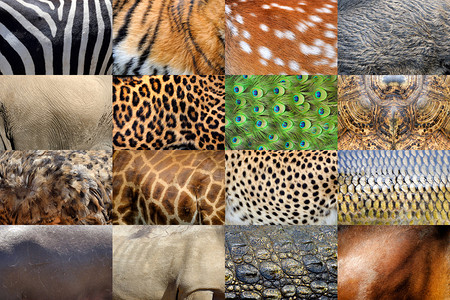 收集了许多真正的野生动物皮毛背景图片