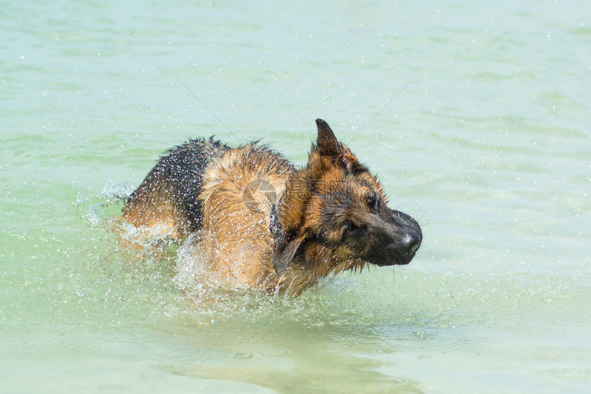 在狗海滩晃动的德国牧羊犬图片