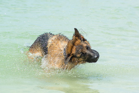 在狗海滩晃动的德国牧羊犬背景图片