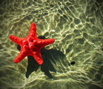 罕见的海星漂浮在海面上图片