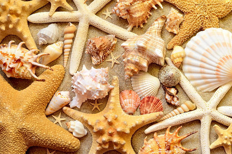 夏季海滩沙滩上的贝壳顶视图图片