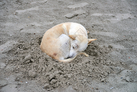 睡在沙滩上的狗图片