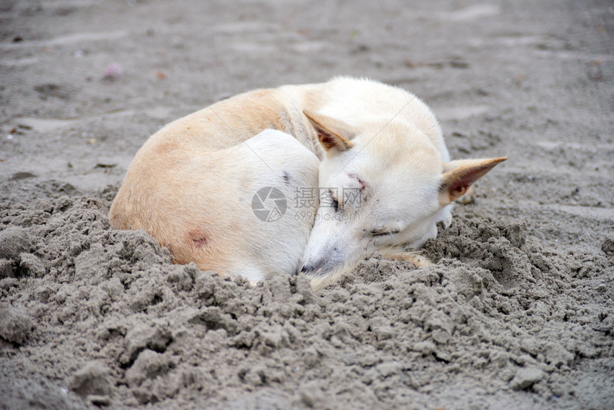 睡在沙滩上的狗图片