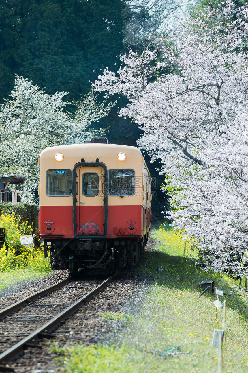 在樱花树中缓慢行驶的火车图片