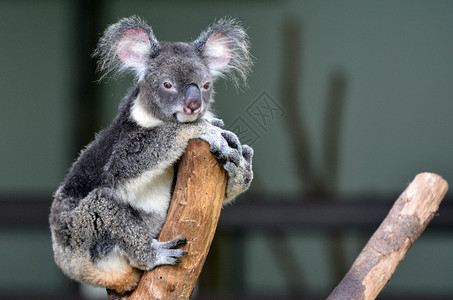 Koala是澳洲本地食草动物图片