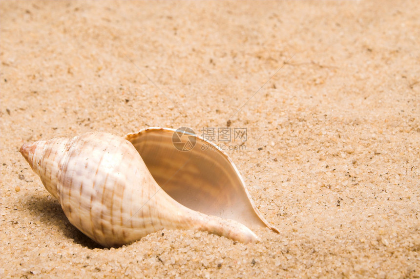 在海滩的沙子里的海螺壳图片