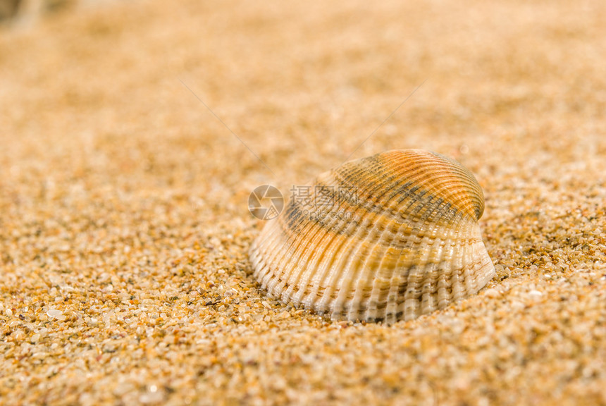 以沙子为背景的贝壳图片