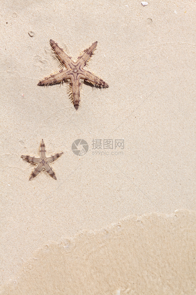 海沙滩上的海星图片