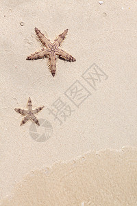 海沙滩上的海星图片