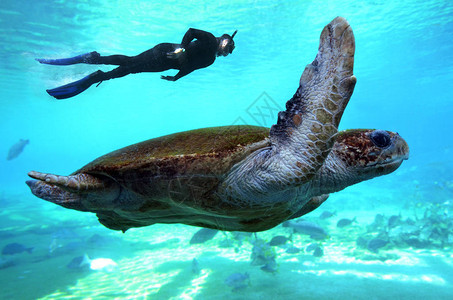 在澳大利亚昆士兰大堡礁与绿海龟一同潜水图片