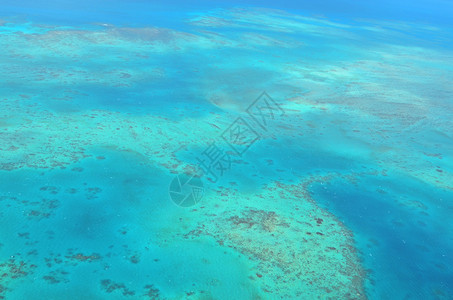 澳大利亚昆士兰州北昆士兰热带地区凯恩斯附近大堡礁的Oystaer珊图片