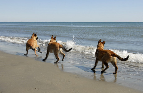 三只比利时小狗牧羊麦地诺图片