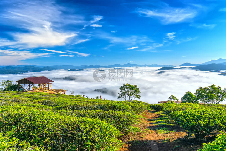 清晨风景在山坡上茶叶种植在美丽的山谷下图片