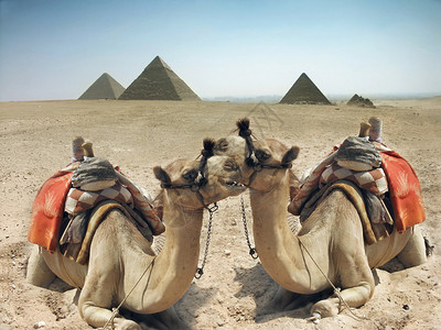 埃及金字塔附近沙漠中的两只骆驼图片