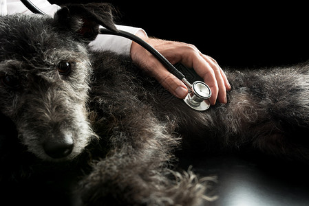 视网膜检查狗的听诊器倾听它的心跳和肺声以寻图片